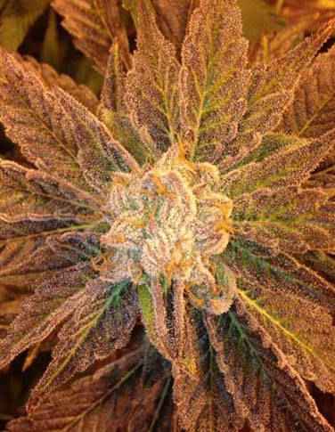 9 Pound Hammer TGA Subcool Seeds